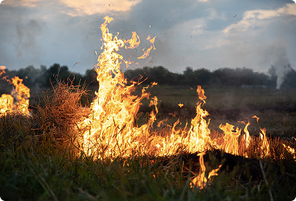 http://keywestbreakfastclub.com/media/sections/additional-city-info/stubble burning.webp